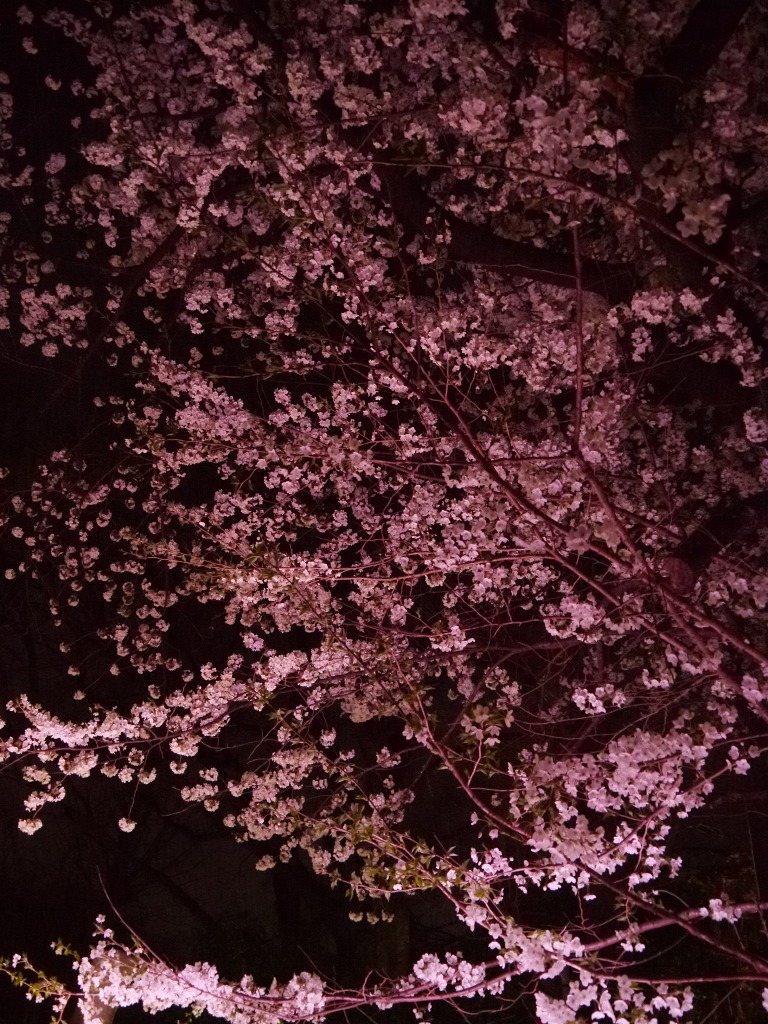 夜桜 無料背景写真 背景支援サイト 背景ラボ