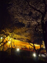 夜桜 ライトアップ桜 幻想桜