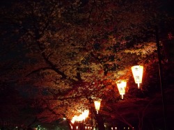夜桜 ライトアップ桜 幻想桜