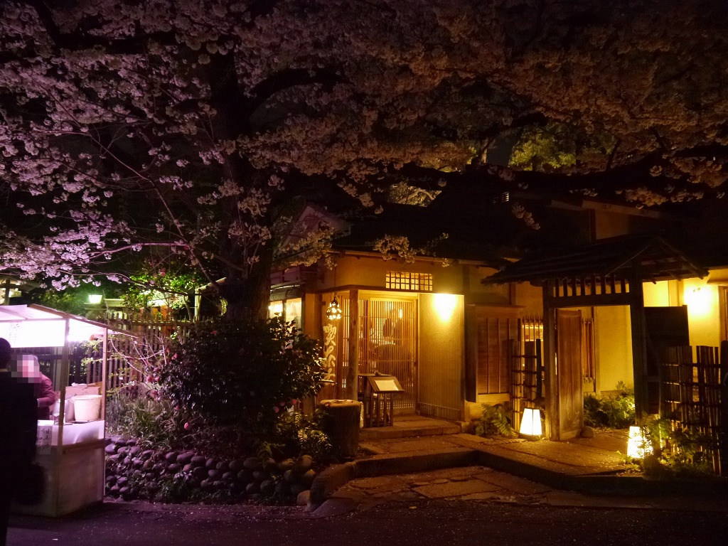 夜桜 庭園 ライトアップ